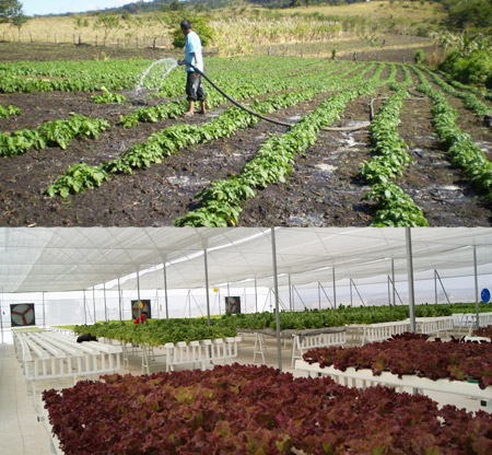 suelo vs hidroponia Comparativa entre hidroponía y cultivo en suelo