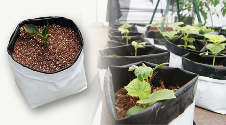 cultivo hidroponico en sustrato en bolsas para vivero bicolores