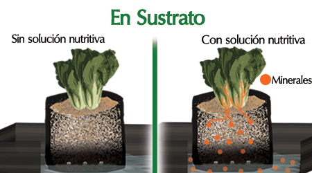 Sustrato con Minerales