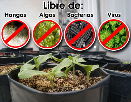 cultivo de bolsa libre de bacterias, hongos, algas y virus