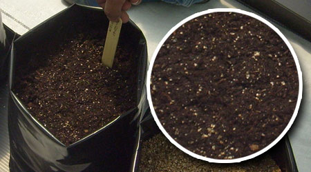  Peat Moss en bolsa negra