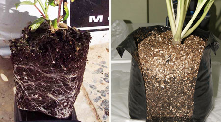  Cepellon mostrado al cortar las bolsas para ver su estrucrtura