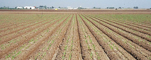 Preparación de Suelo