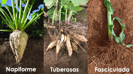 Tipos Raices