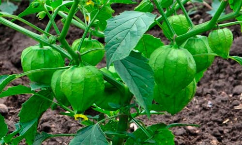 Tomate Cultivo