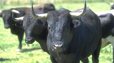 Toros