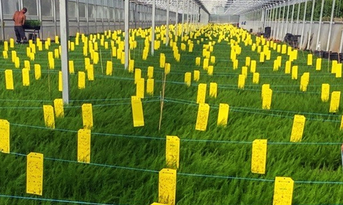 Disposición de la red de trampeo en cultivo