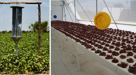 Guía: Uso de Trampas para control de plagas Agrícolas