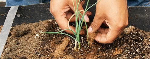 Trasplante en cultivo en canaleta