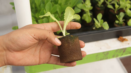 Transplante