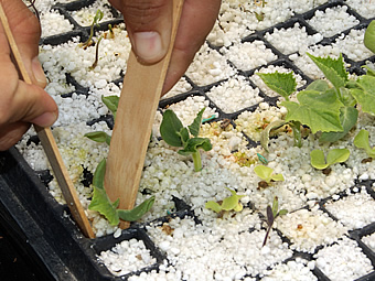 trasplante con ayuda de paletas 