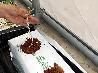 Slabs de Fibra de coco : Guía para el cultivo en Bolis