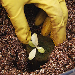 Trasplante Lechuga