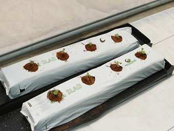 Trasplante Slabs de Fibra de coco
