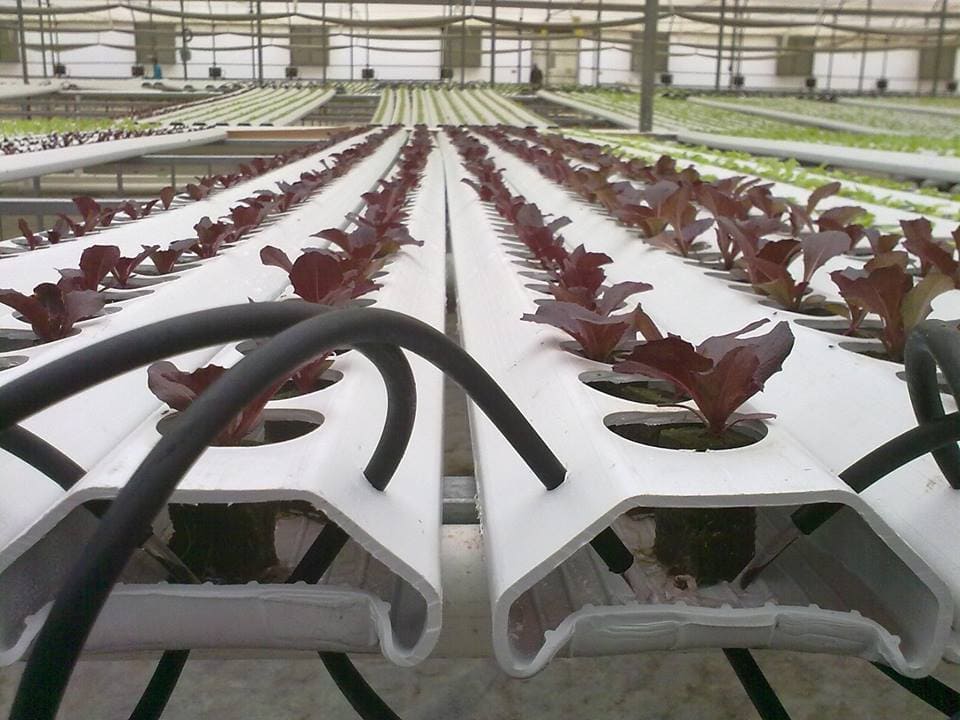 Tuberia de diseño para NFT
