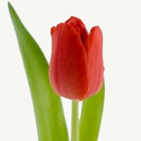 Tulipán