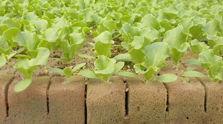 Guía: ¿Qué es el Foami Agrícola?