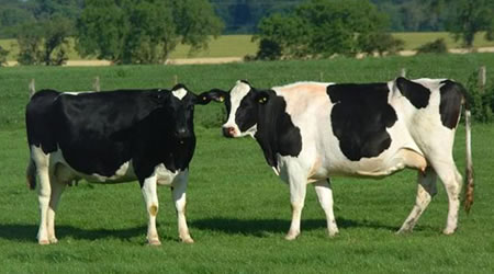 Vacas Holstein