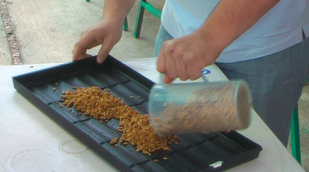 Vaciando Semilla en Charola Forrajera
