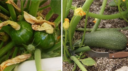 Variedades Calabaza