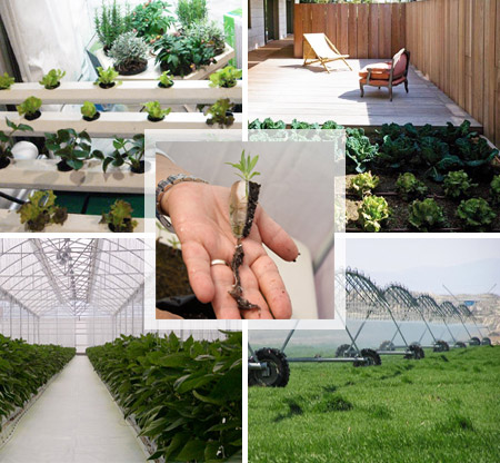 Hidroponía vs Producción en Suelo: Una Comparativa Integral