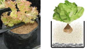 vermiculita en cultivo de lechuga
