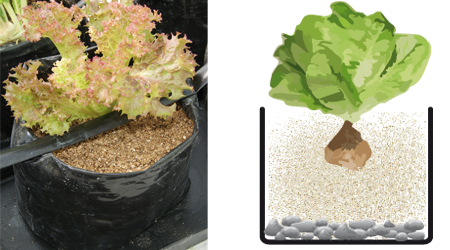 Vermiculita Grava Lechuga