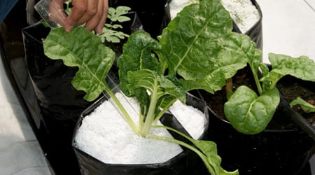 Cultivo Acelga