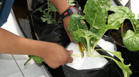 Cultivo Acelga