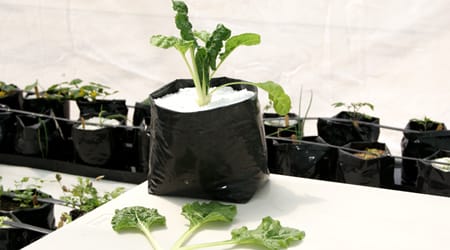 Cultivo Acelga