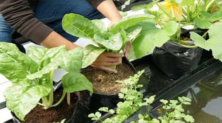 Cultivo Acelga