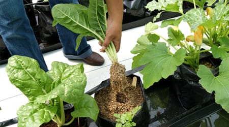 Cultivo Acelga