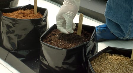 Cultivo Acelga
