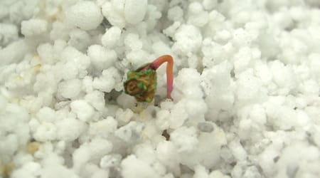 Cultivo Acelga germinacion en perlita