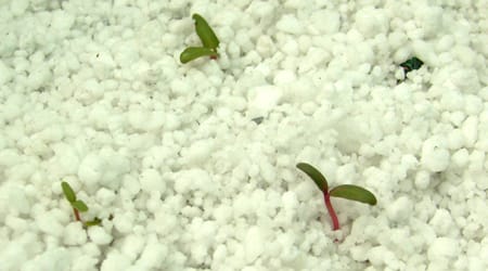 Cultivo Acelga plantulas de acelga en perlita