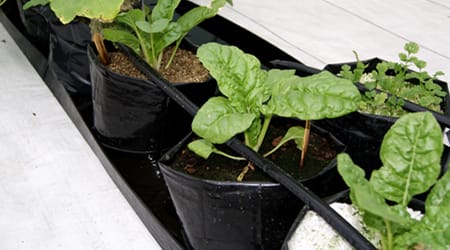 Cultivo Acelga