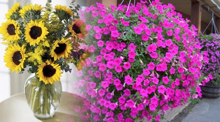 Arreglo Girasol Petunia Hidroponia