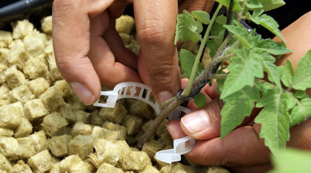 Anillo para Tutorado con Rafia Agricola