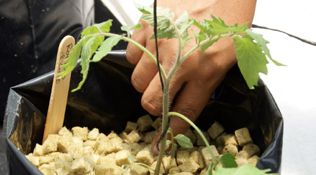 Rafia Agricola en Espiral en Planta de Jitomate Hidroponico