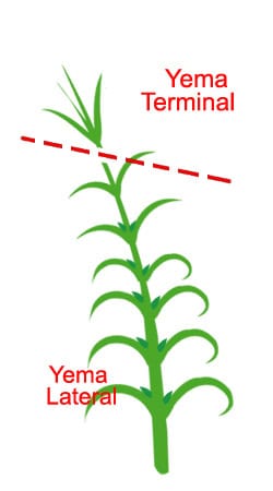 Corte Plantula Yema Terminal Clavel