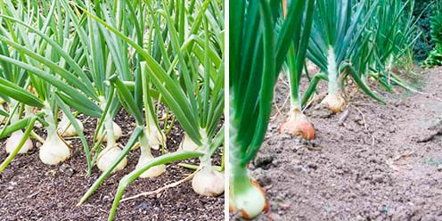 Guía para el Cultivo de Cebolla Hidropónica