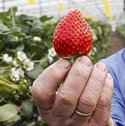 Cosecha de Fresa