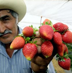 Cosecha de fresa