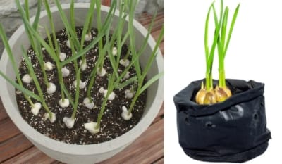 cultivo de ajo en maceta bolsa