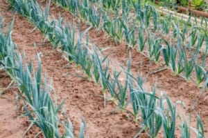 cultivo de ajo en tierra