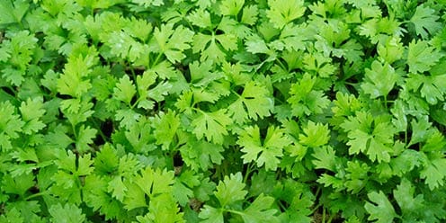 Cultivo de Apio