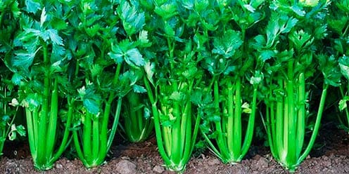 Guía para el cultivo de Apio