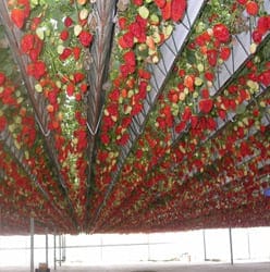 Cultivo de fresa en Sistema recirculante