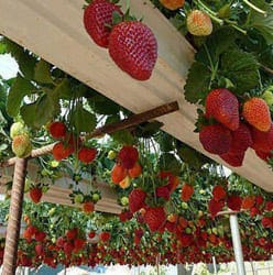 Cultivo de fresa en Sustrato