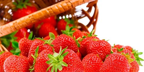 Cultivo de fresa